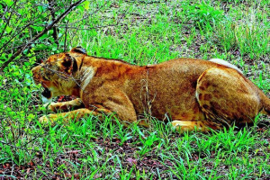 Uoči svjetskog dana lviv, stanovnik kenije je spašena od strane lamije Uoči svjetskog dana lviv, stanovnik kenije je spašena od strane lamije